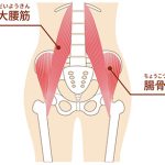 骨盤周りの筋肉って？筋肉を正して骨盤のゆがみを整えよう